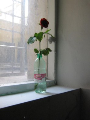 Roma Rose photo by Laurie Early