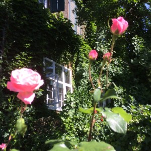 Spring Roses in Basel