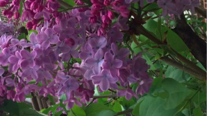 Lilacs by Laurie Early